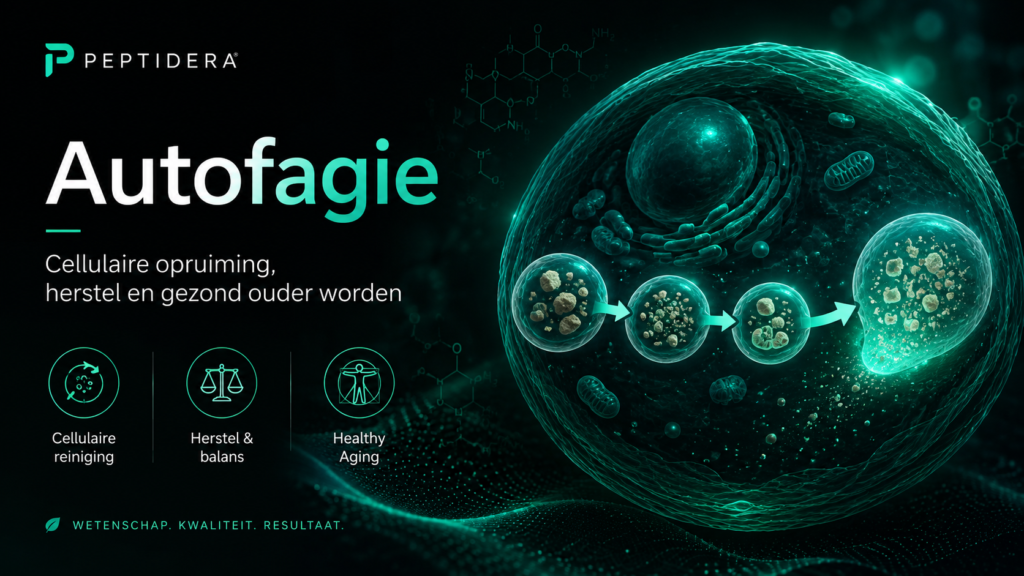 Autofagie: cellulaire recycling, vasten en beweging f219ba77 76fe 42c8 a179 e2d70d863fa4